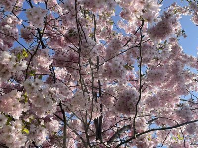 Cerisier japonais en fleurs au Printemps, synonyme de renaissance et de beauté