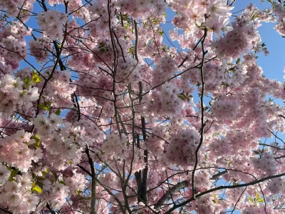 Cerisier en fleurs Cerisier japonais en fleurs au Printemps, synonyme de renaissance et de beauté